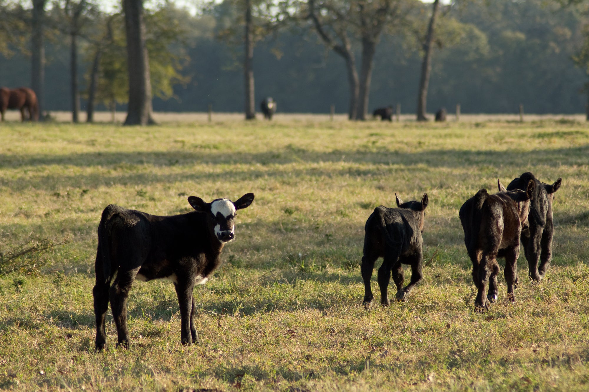 The Economics of Eating Beef from a Small Local Farm